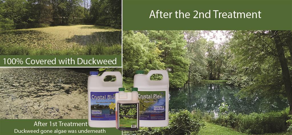 Pond Transformation: Duckweed and Algae Covered to clear and beautiful